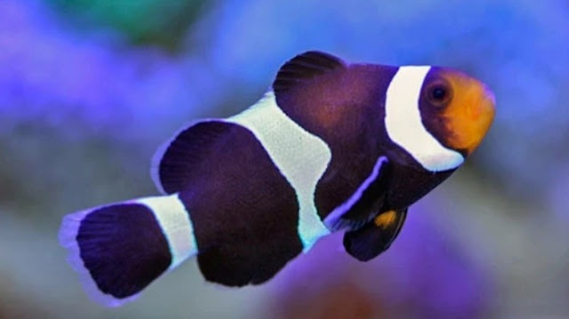 Black and White Ocellaris Clownfish