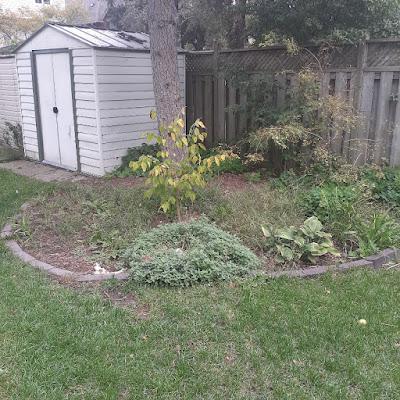 Sherwood Park Toronto Backyard Garden Cleanup Before by Paul Jung Gardening Services--a Small Toronto Gardening Company