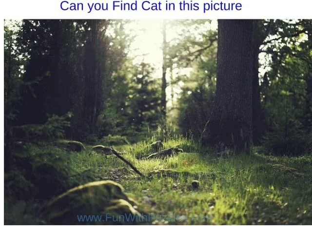 Hidden Animals Picture Puzzles: Test Your Observation
