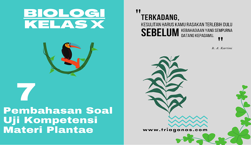 Soal essay alga 05 picture