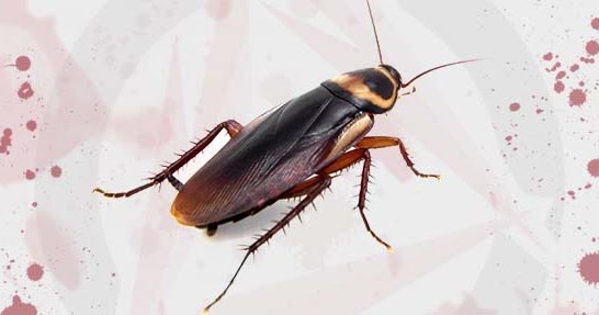 Cara Mengusir Kecoa Dengan Smartphone Android News86 Cara Mengusir Kecoa Dengan Smartphone Android News86