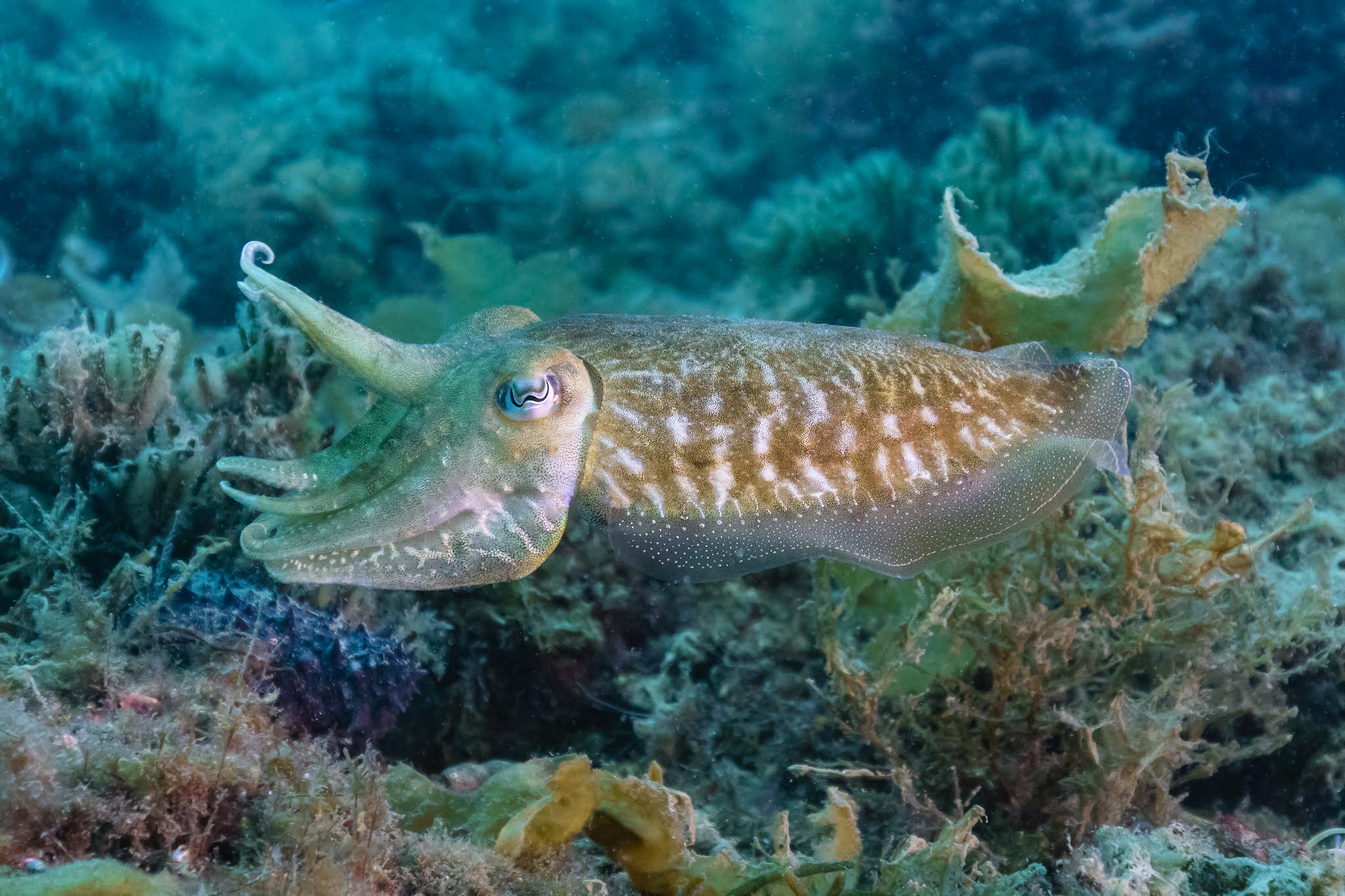 Variety of Life Sepiida