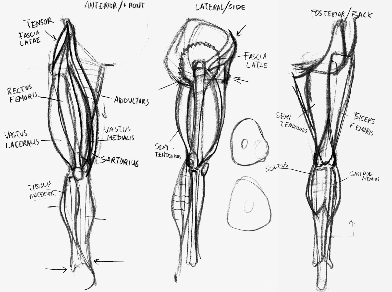 imagetalker-Dove.: Leg muscles!
