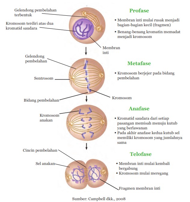 Pembelajaran IPA Bab I Reproduksi Pada Manusia ~ Blognya Guru Sains IPA