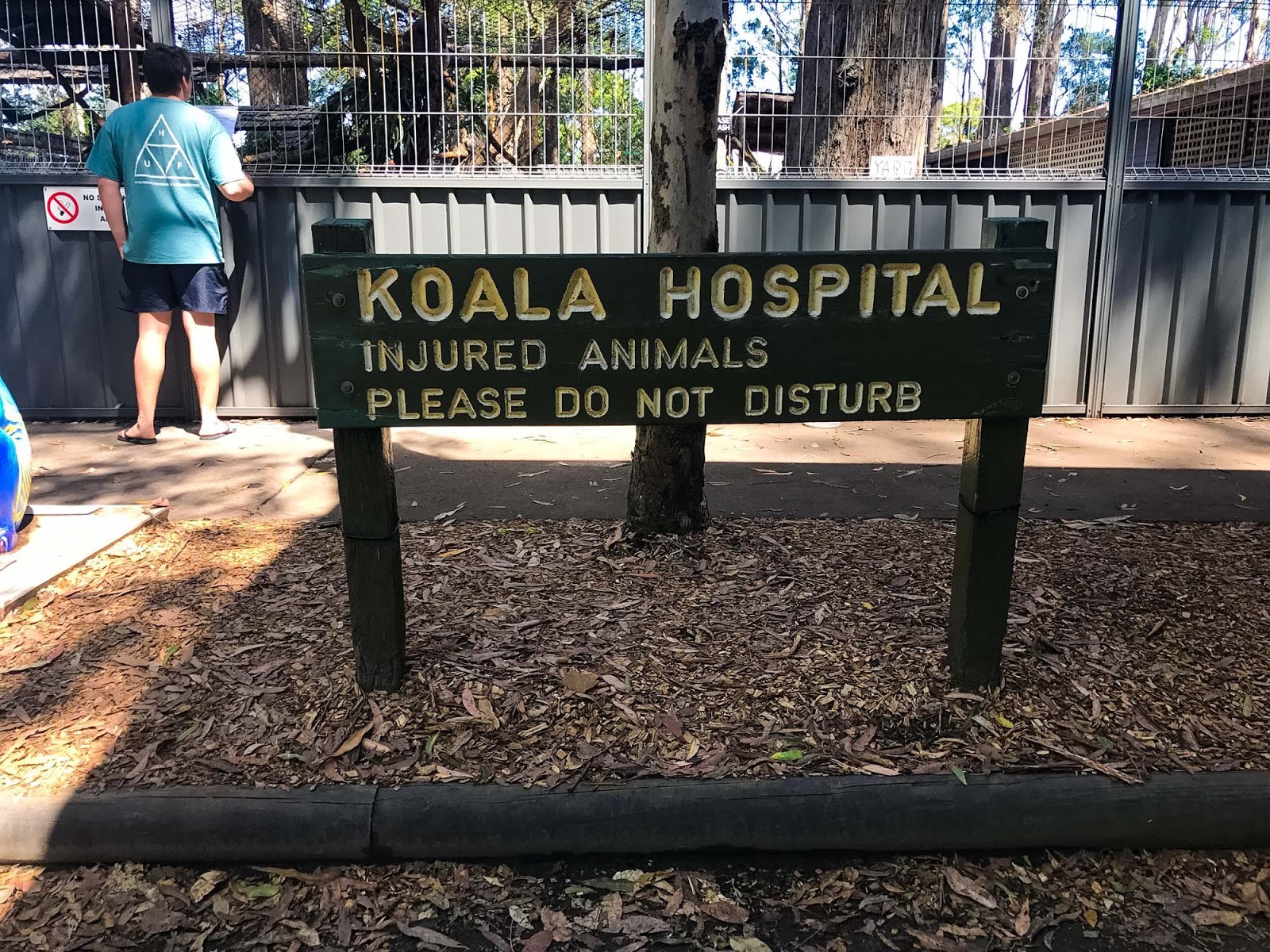koala hospital port macquarie