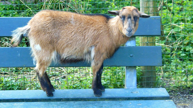 Bruine geit op bankje
