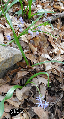 scilla bifolia piante spontanee nel bosco dell'azienda agricola dell'Ortica a Savigno Valsamoggia Bologna in appennino vicino Zocca