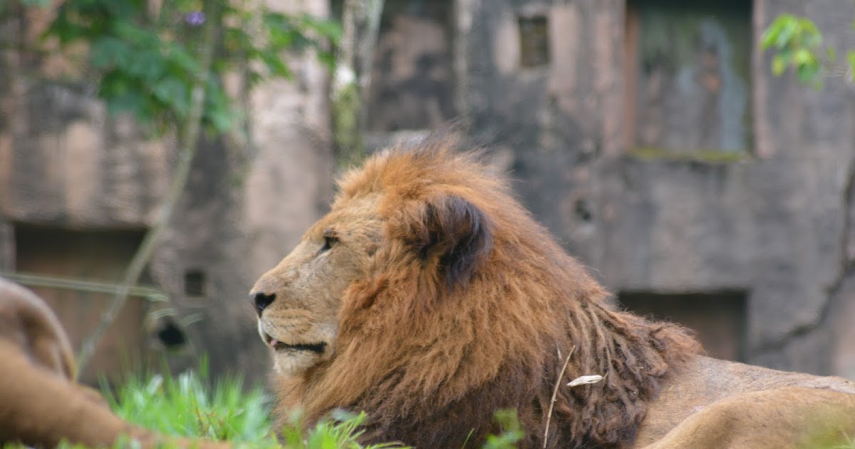 Singa Lion Alias Siṃha Panthera Leo Sang Raja Hutan Yang Menjadi Kunci Predator Pada Tataran Tertinggi Dan Tinggalnya Di Padang Rumput Planter And Forester