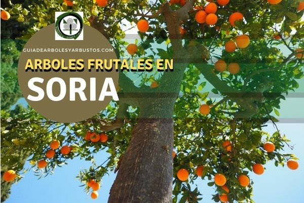 Arboles frutales en la Soria, España