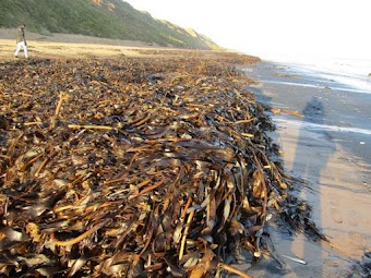 Milhares de criaturas do mar morto chegando às praias do Reino Unido em pilhas que chegam até a cintura