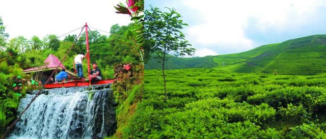 Kebun Teh Pagilaran