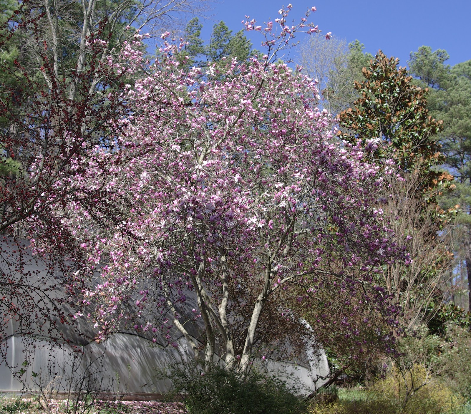 sweetbay Nursery Run