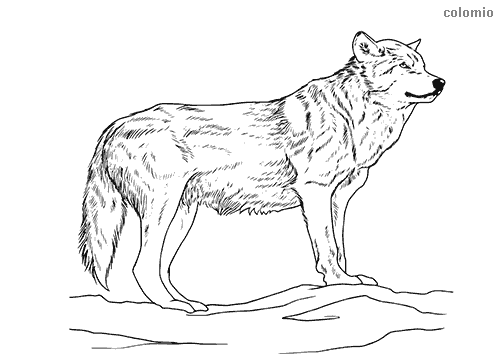 Coloring Pages Wolf Coloring - Wolves Coloring Pages Free Printable Wolf Coloring Sheets 