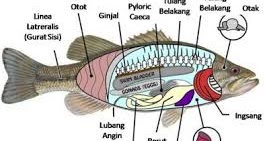 Fungsi Anatomi Tubuh Ikan Alam Ikan Fungsi Anatomi Tubuh Ikan Alam Ikan