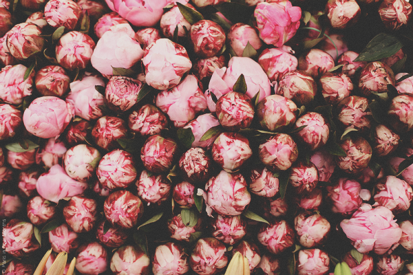 {travel inspiration | places : at the parisian flower markets}