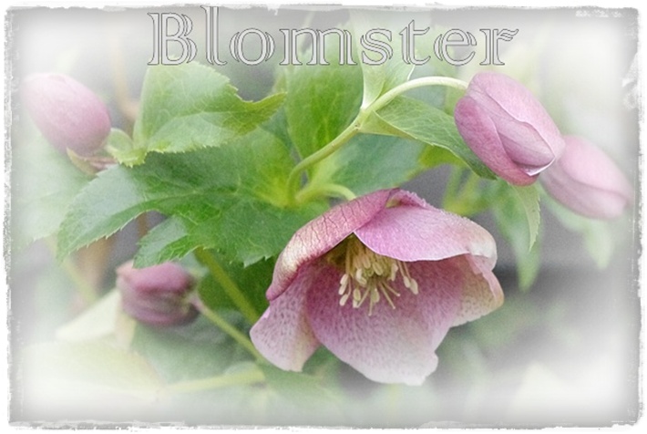 Blomster