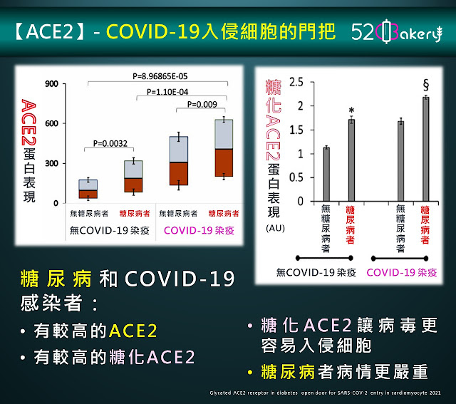 糖尿病者和感染新冠狀病毒者的細胞有很高量的ACE2(血管張力素轉化酶 2)