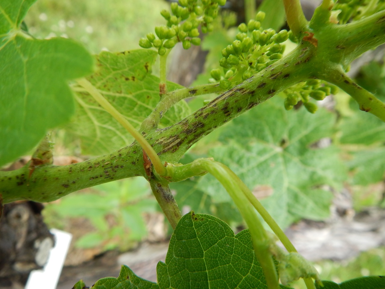Virginia Grape Disease Updates