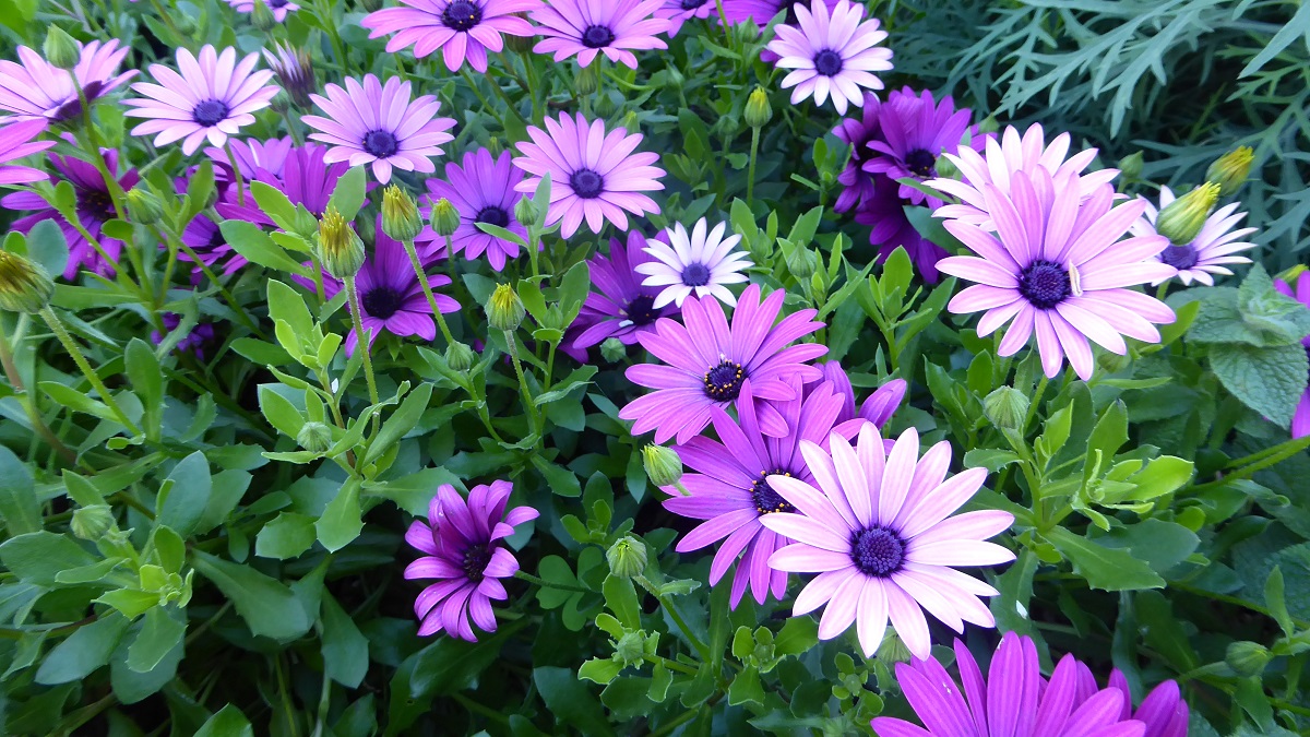 Growing Ornamental Plants Growing African Daisies.