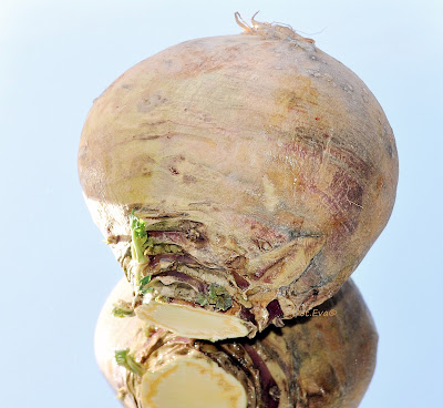Steckrübe (Brassica napus)