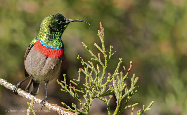 Southern Double-Collared Sunbird  Kirstenbosch Botanical Garden Cape Town Vernon Chalmers Photography