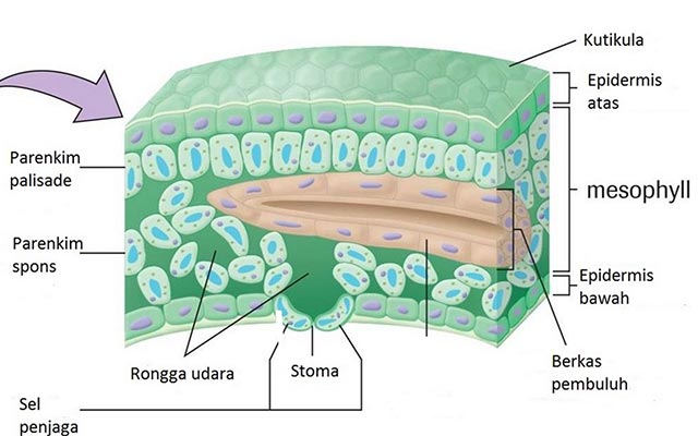 Gambar Jaringan Parenkim 1