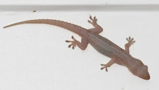 77 Arti Kejatuhan Cicak di Kepala Sebelah Kanan Menurut Primbon dan