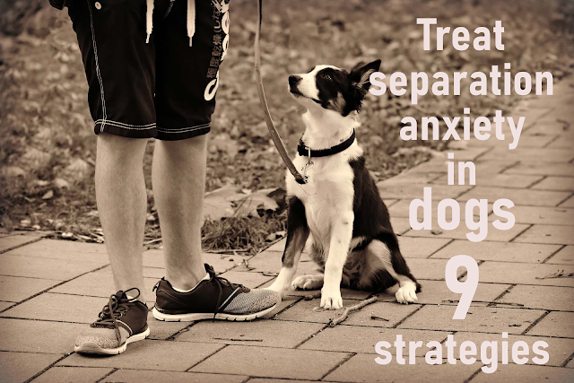9 amazing strategies to treat separation anxiety in dogs