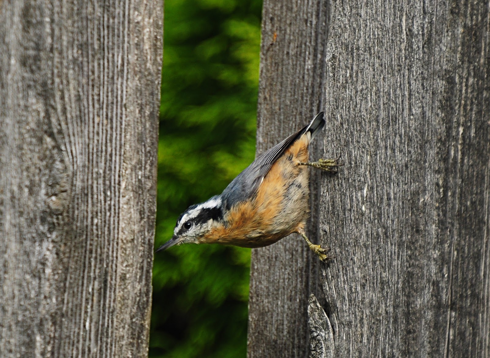 Oregon Backyard Birds, etc. Redbreasted Nuthatch