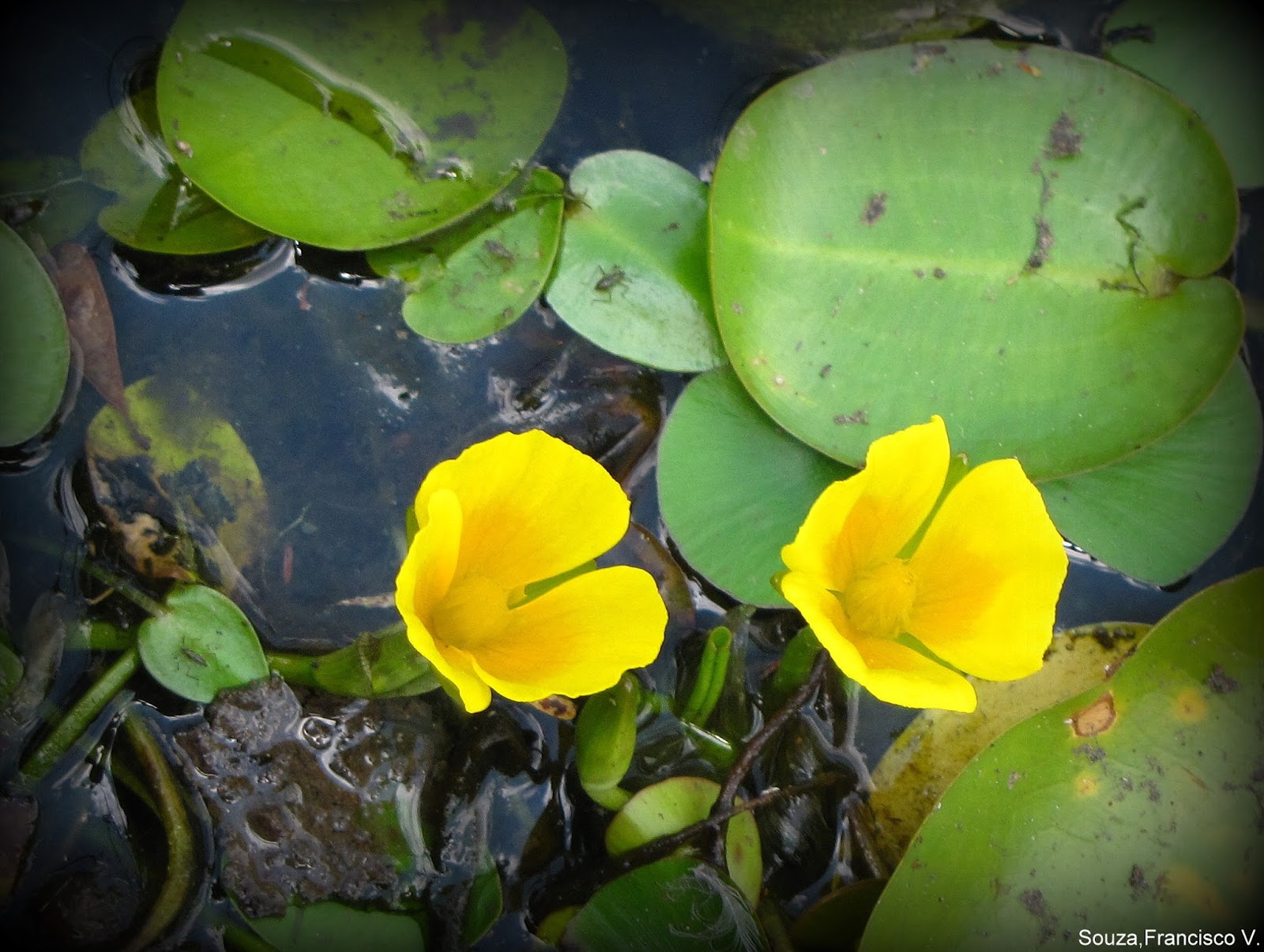 FAUNA E FLORA DO RN Golfe Hydrocleys martii (Seub).