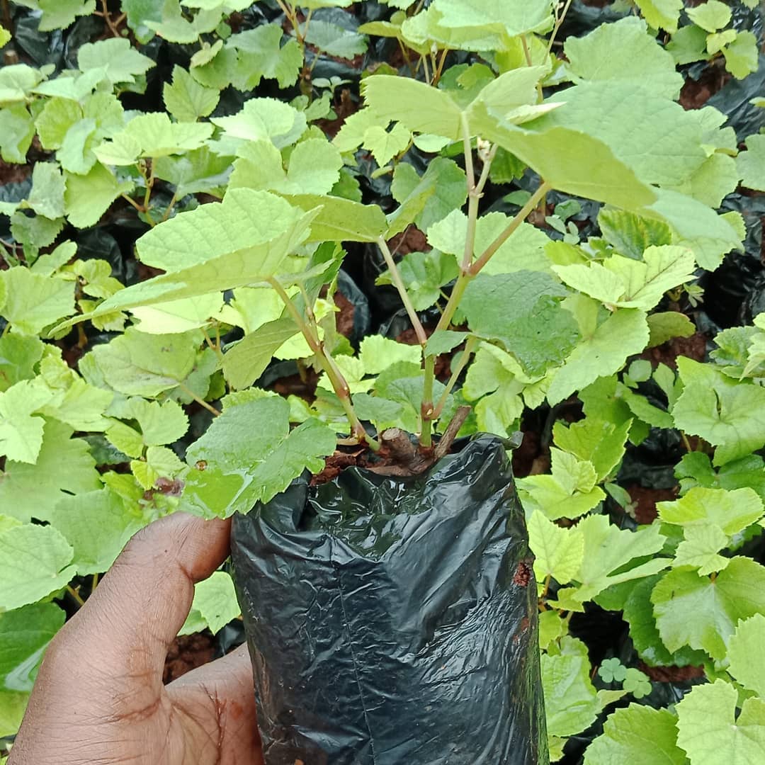 Rich Farm Kenya Profitable Agribusiness Ideas in Fruit Farming Grapes