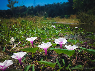 Beautiful Wild Aquatic Plant Flowers Blooming Around Water Puddle In The Valley Of Hills North Bali Indonesia