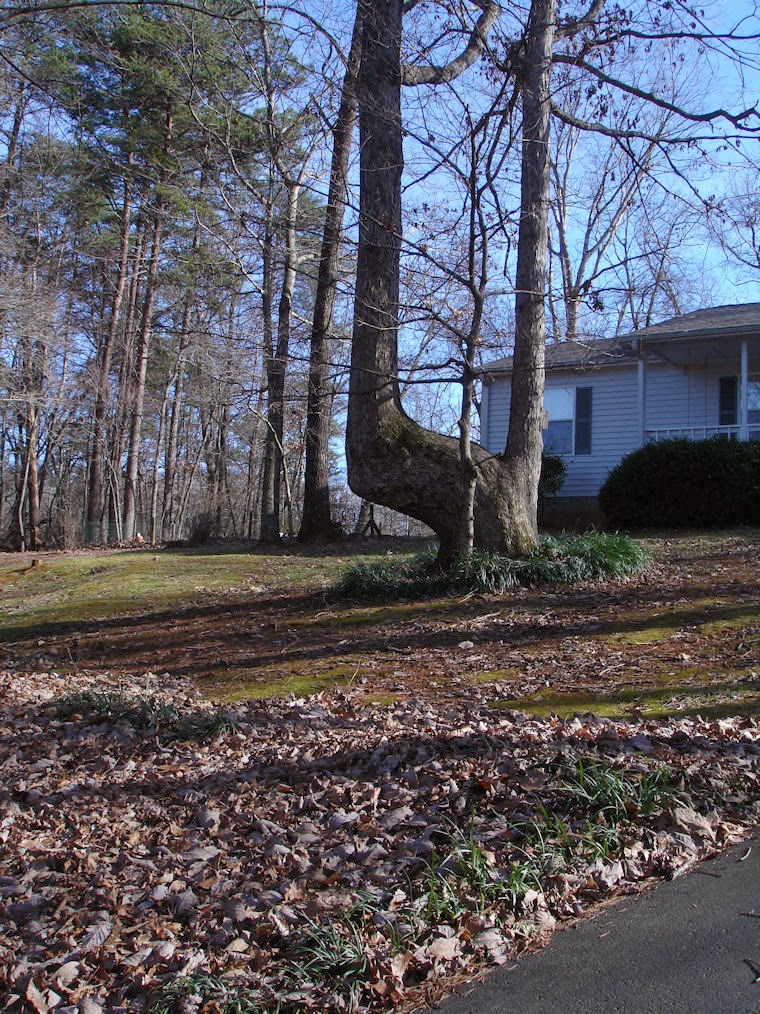 Blue Starr Gallery Indian Trail Trees