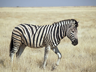 Bayağı zebra (Equus burchelli)