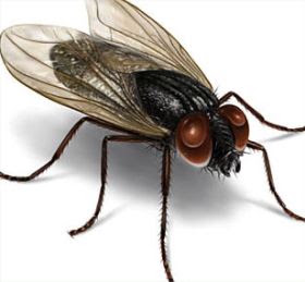 lalat.jpg