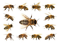 arı türleri