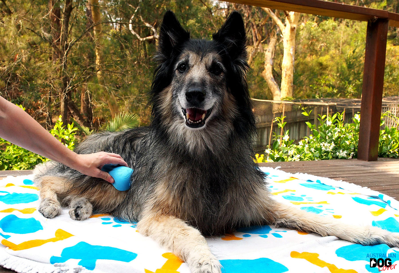 5 Enriching Activities You Should Do With Your Dog Every Day