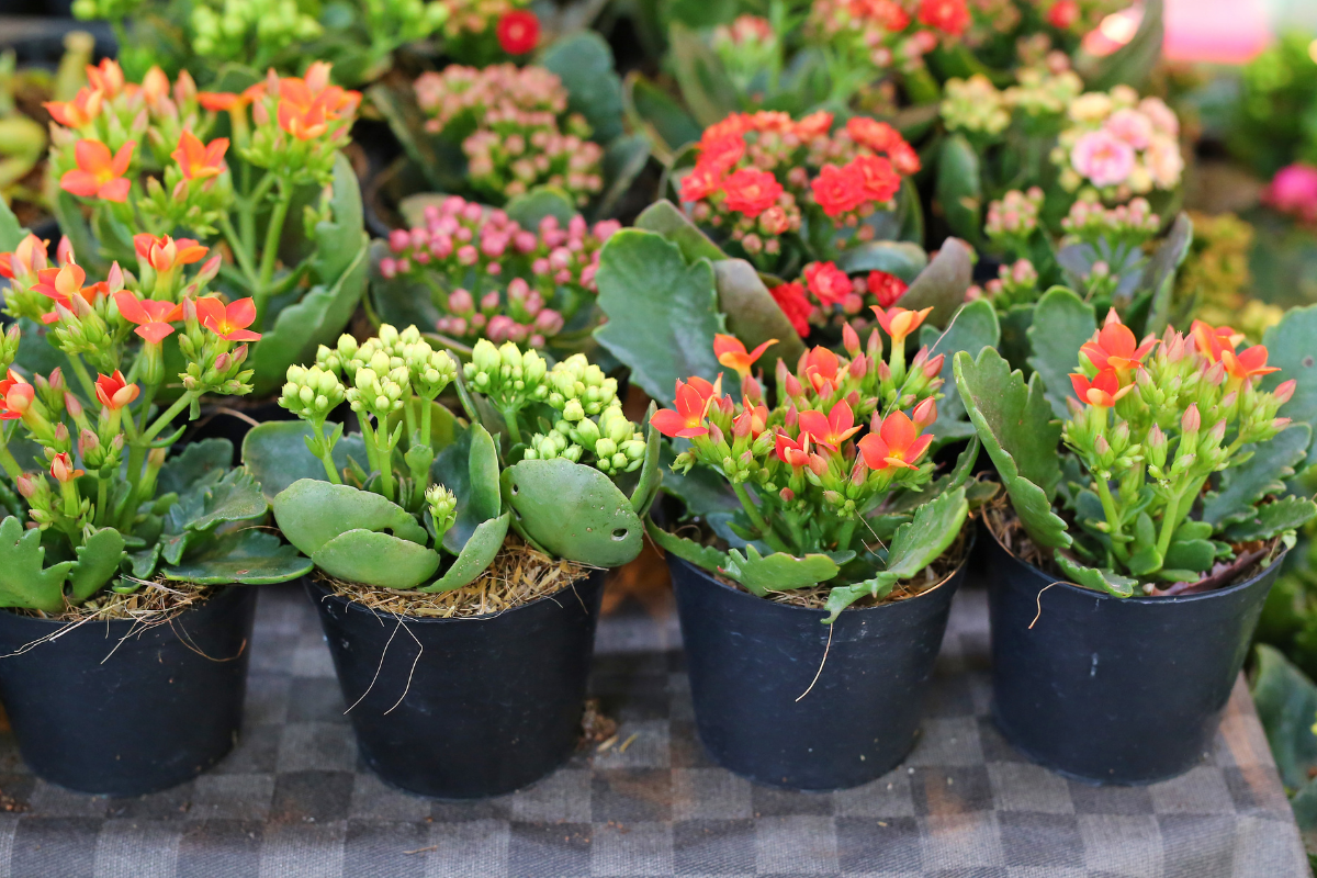 How to Make Kalanchoe Bloom particular time