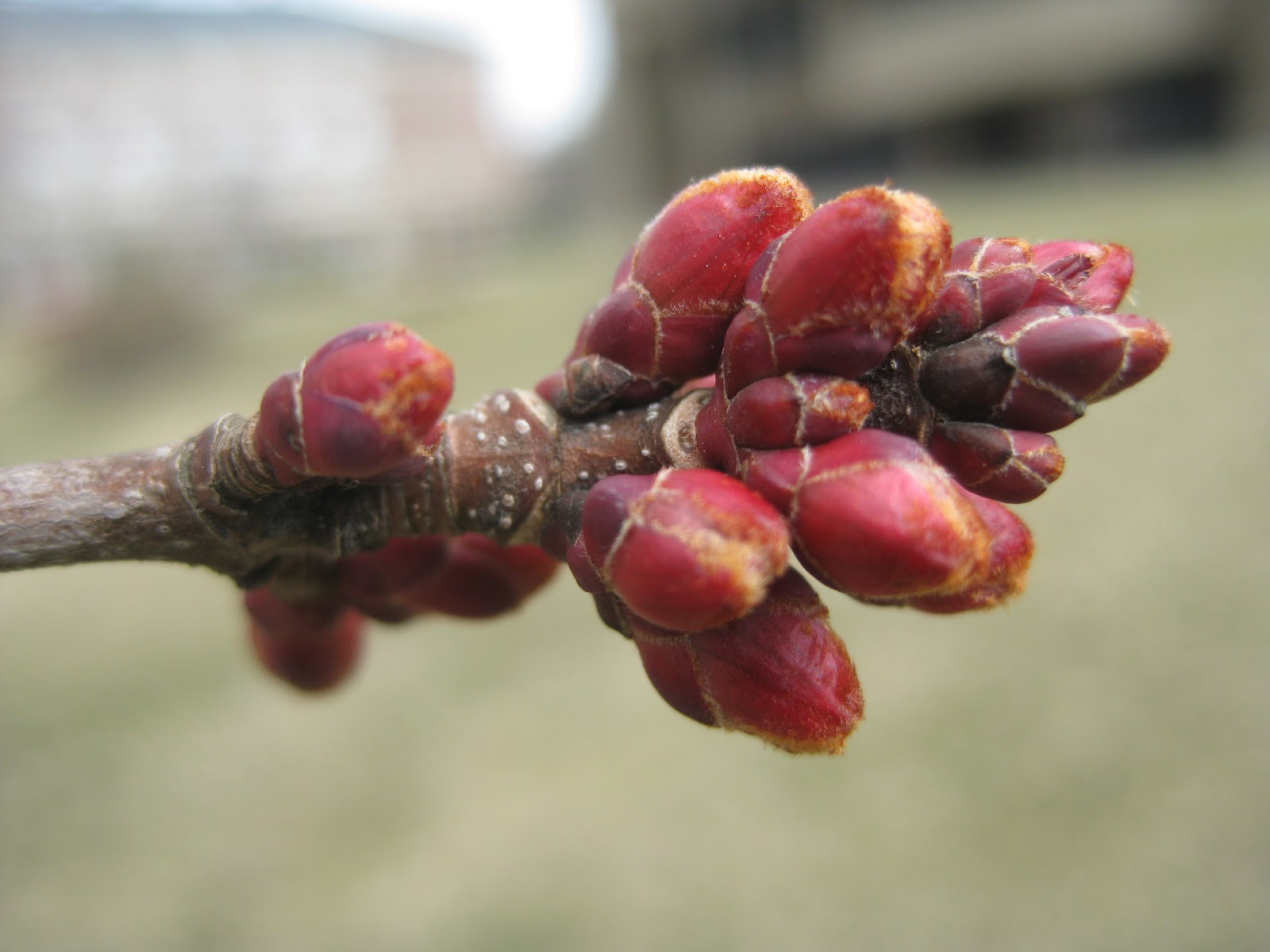 Trees Red maple buds and flowers