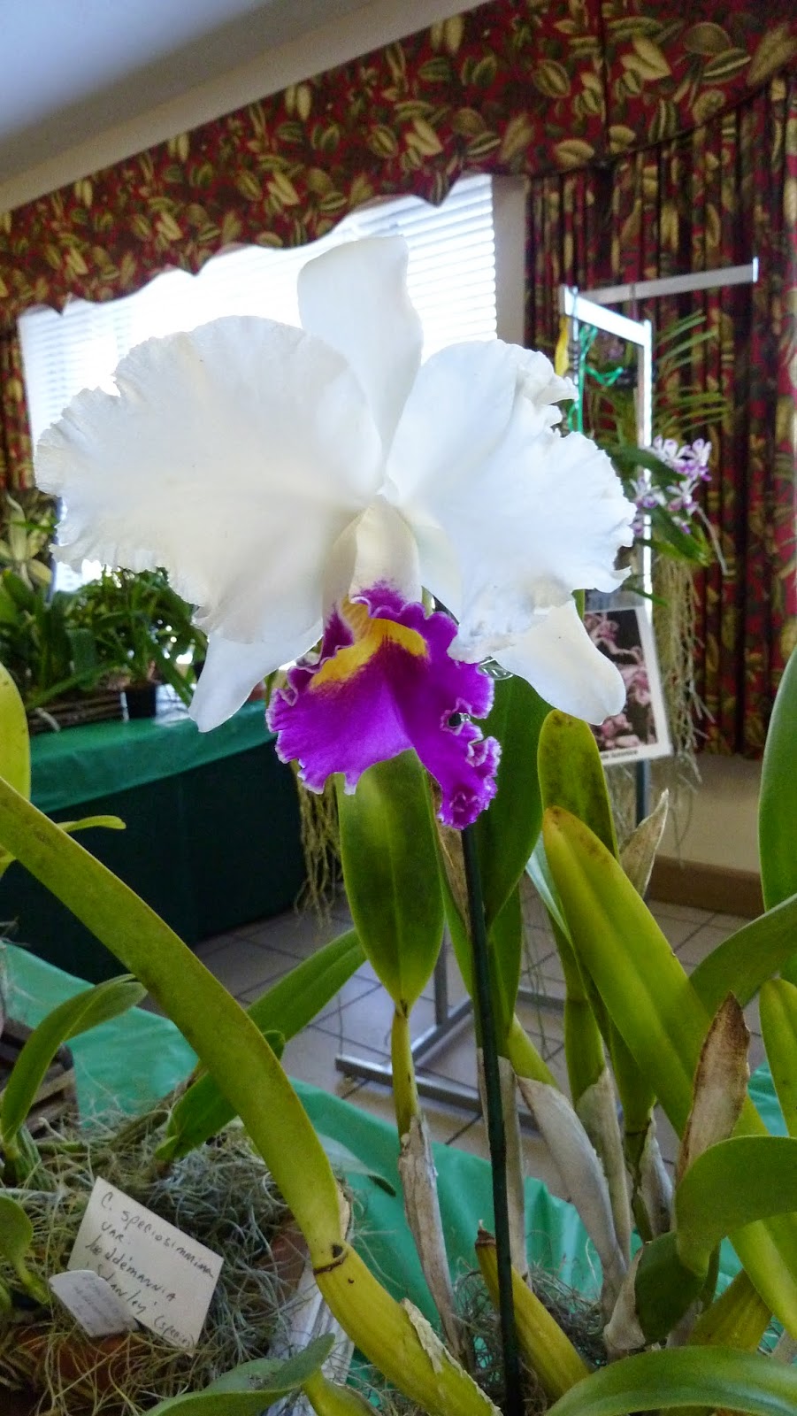 Hooray! Plants! Pictures From The Greater Orlando Orchid Society's