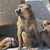 Pánico en zoológico de París, 52 babuinos escapan de sus jaulas