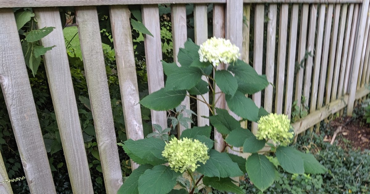 Hydrangeas A Calendar Of Bloom Times Strange S Florists