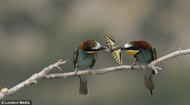 european bee eater bird, sharing is caring, bird shares food with mate, cute bird pictures, amazing animals