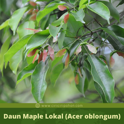 Daun Maple Indonesia (Acer oblongum)