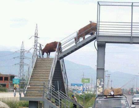 lembu.jpg