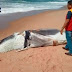 Camaçari: Filhote de baleia jubarte é achado morto em Arembepe