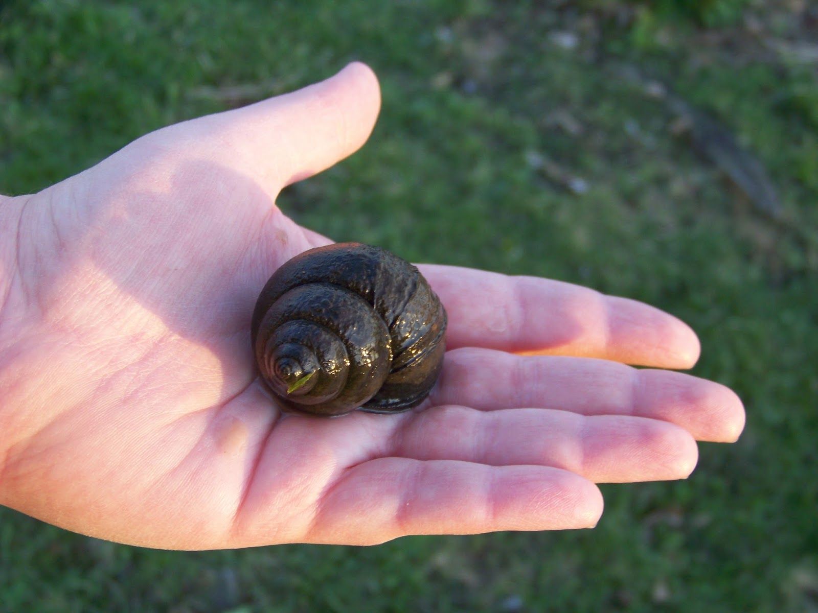 Iron Oak Farm Snails Stink!!!&hellip;I Mean BAD!!!