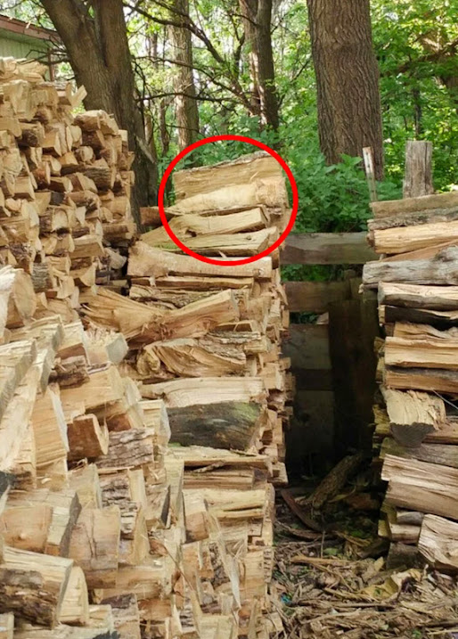 Picture of a ginger tabby cat camouflaged in a woodpile