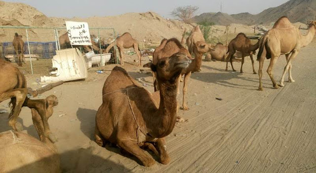 Tawarkan Susu Dan Kencing Unta, Daerah Di Mekkah Ini Ramai Dipadati Para Pengunjung