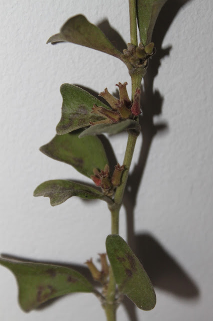 Hoya manipurensis